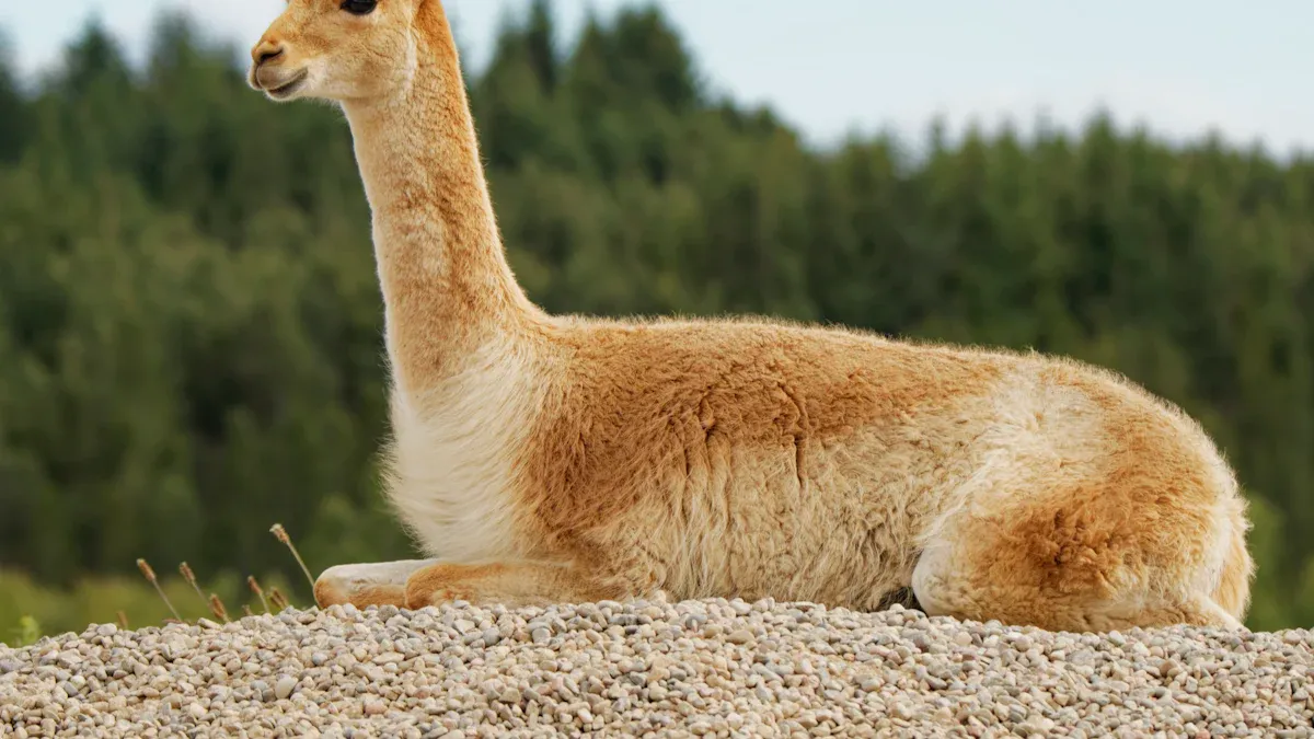 Vicuña Wool Value
