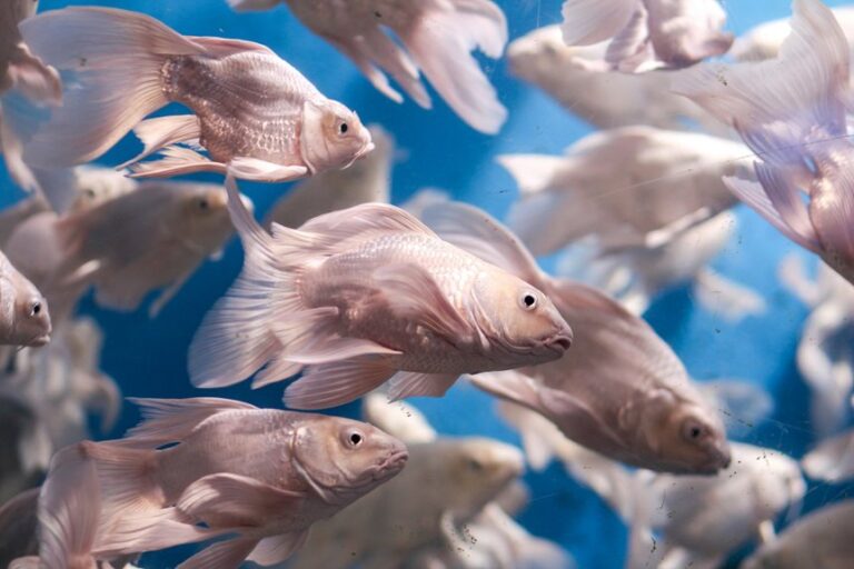 world s largest ocean aquariums