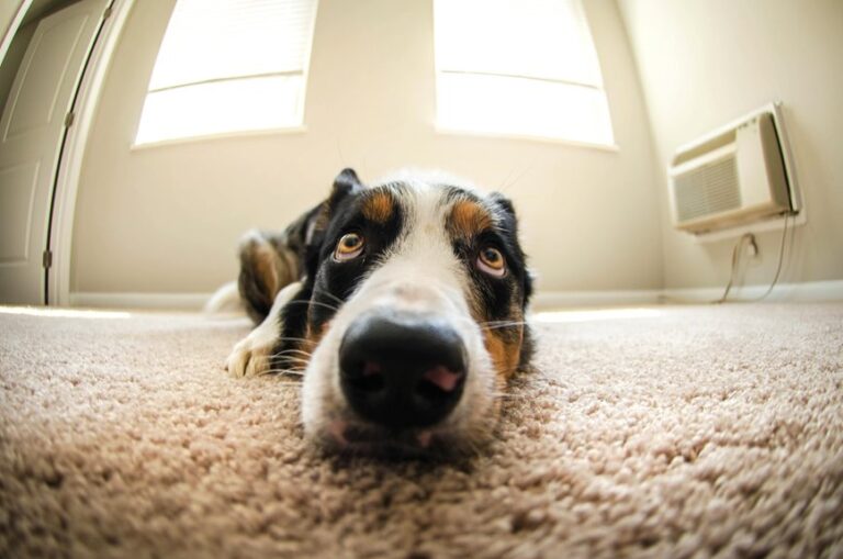 air purifiers for pets