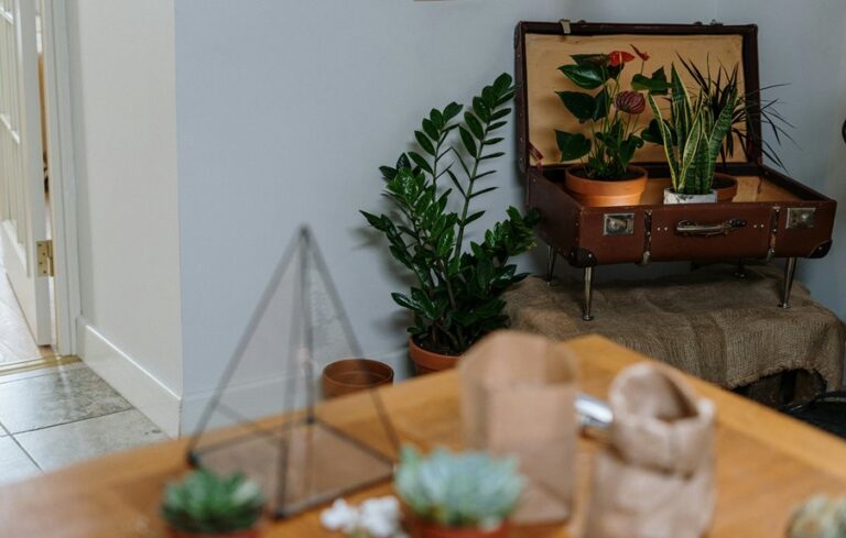 indoor plants for home decor
